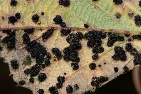 Thin-walled blackberry rust Leaf with many dark leaf spots next to each other