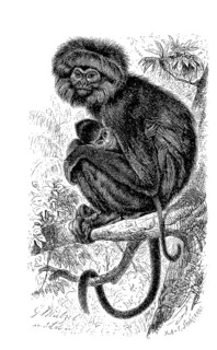 Hanuman langur