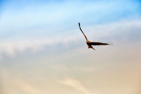 Red Kite