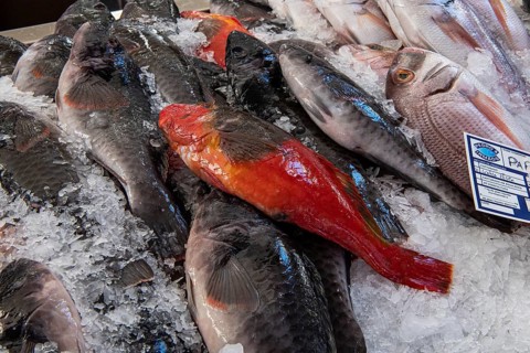 Freshly caught parrot fish in the fish hall