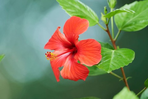 Rose mallow