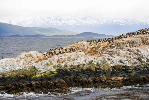 A rocky island full of cormorants in the Beagle Channel