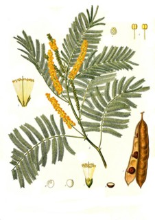 Medicinal plant
