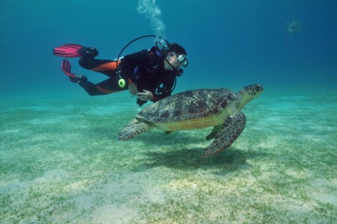 Diver and hawksbill sea turtle