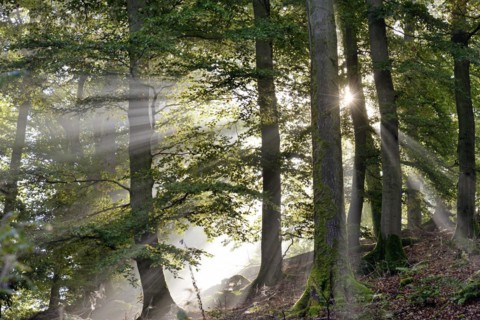 Deciduous forest