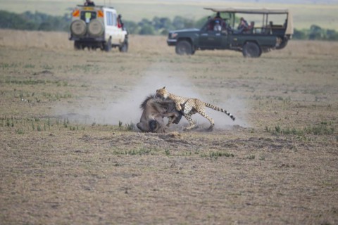 Cheetah