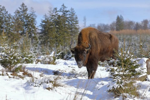 Bison