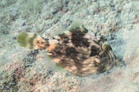 Brown filefish