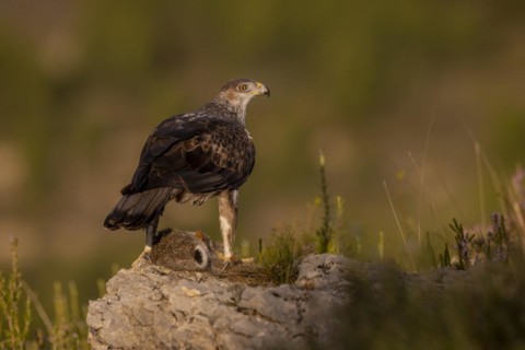 Bonellis eagle
