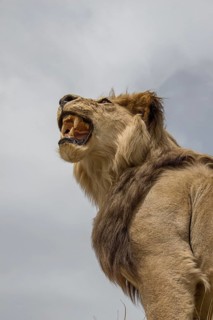 Head of stuffed lion with mouth open in view