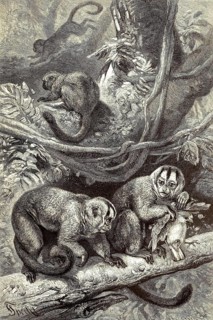 Night monkeys