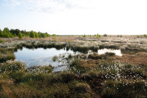 Hare's-tail cottongrass