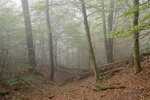 Deciduous forest