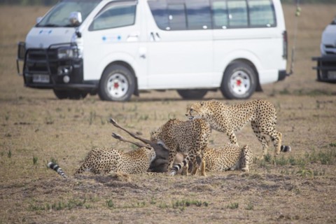 Cheetah