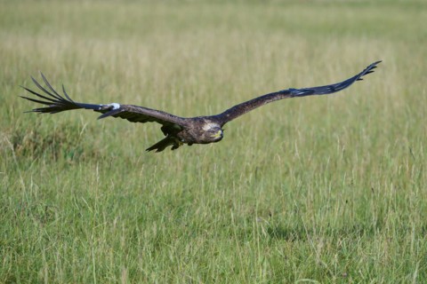 Steppe Eagle