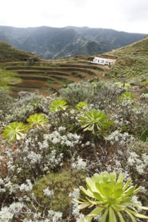 Terrace fields in the Anaga Mountains