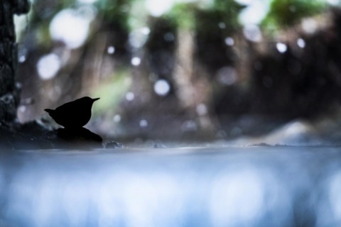 White-breasted dipper