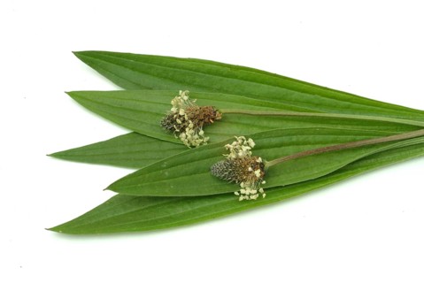 Medicinal plantain