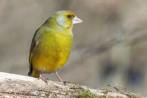 European greenfinch