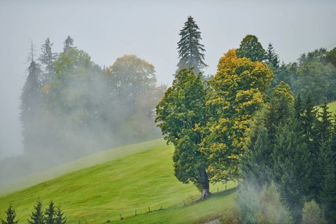 Norway maple