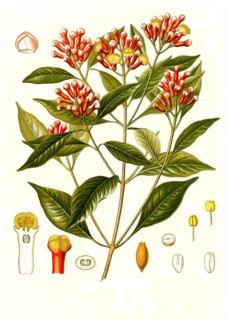 Medicinal plant