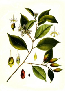 Medicinal plant