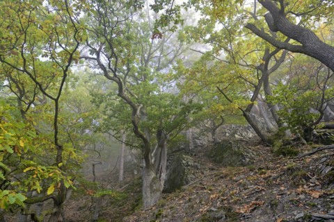 Gnarled oak trees