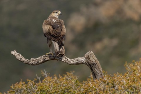 Bonellis eagle