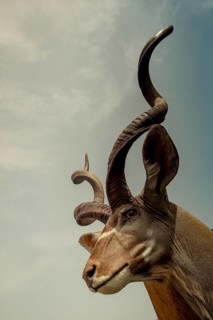 Wild brown mountain goat with two huge horns