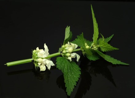 White deadnettle