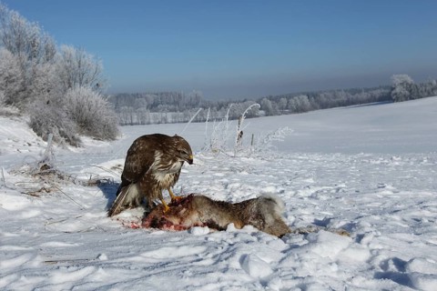 Common steppe buzzard