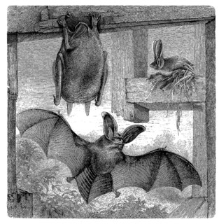 Brown long-eared bat