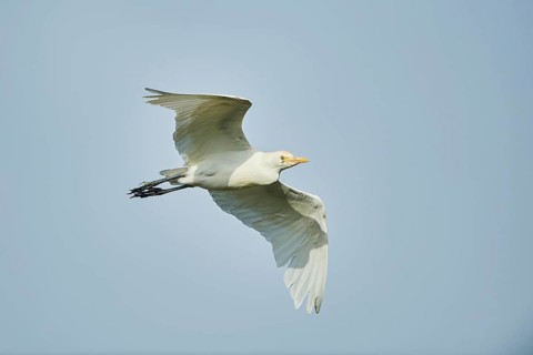 Cattle egret