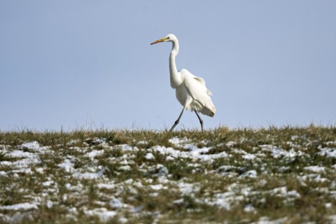Great egret