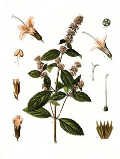 Medicinal plant