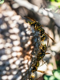 European Paper Wasp