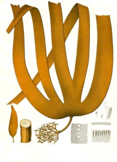 Medicinal plant