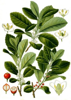 Medicinal plant