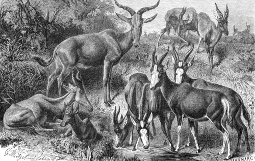 Hartebeest