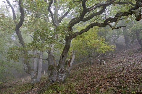 Gnarled oak trees