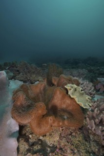 Mushroom leather coral