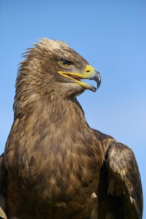 Steppe eagle