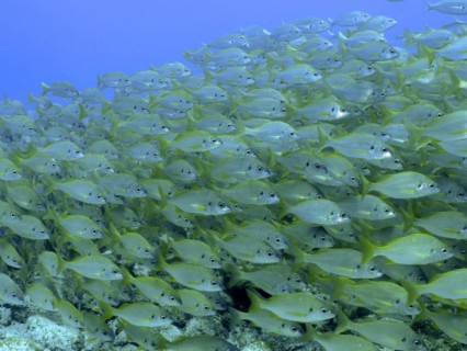 Large shoal
