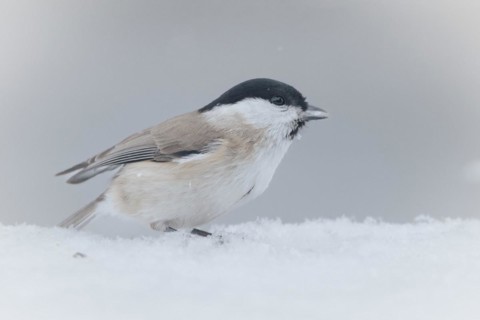 Willow Tit