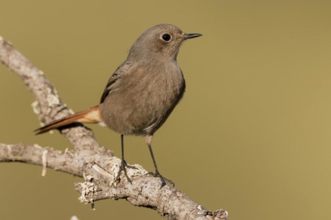 Black Redstart