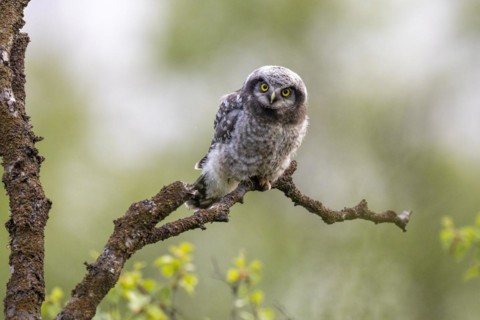 Northern hawk owl