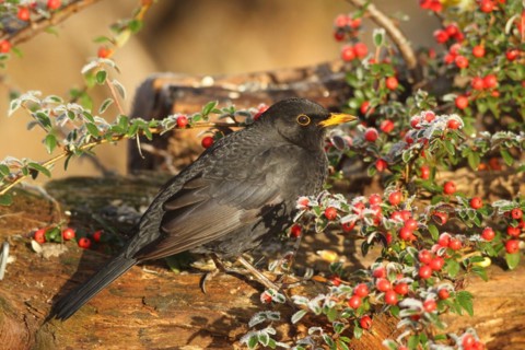 Blackbird