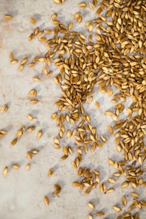Lots of yellow wheat grains on the view
