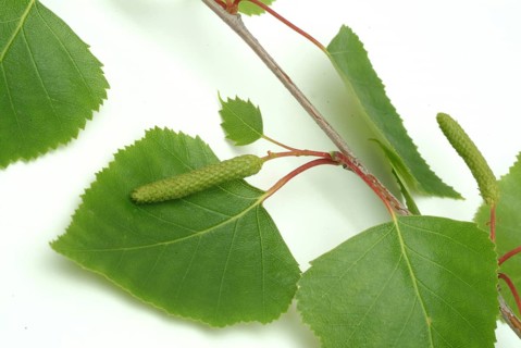 Medicinal plant Birch