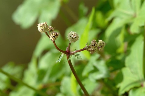 Sanicula